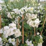 Bougainvillier Tuteur 180/+