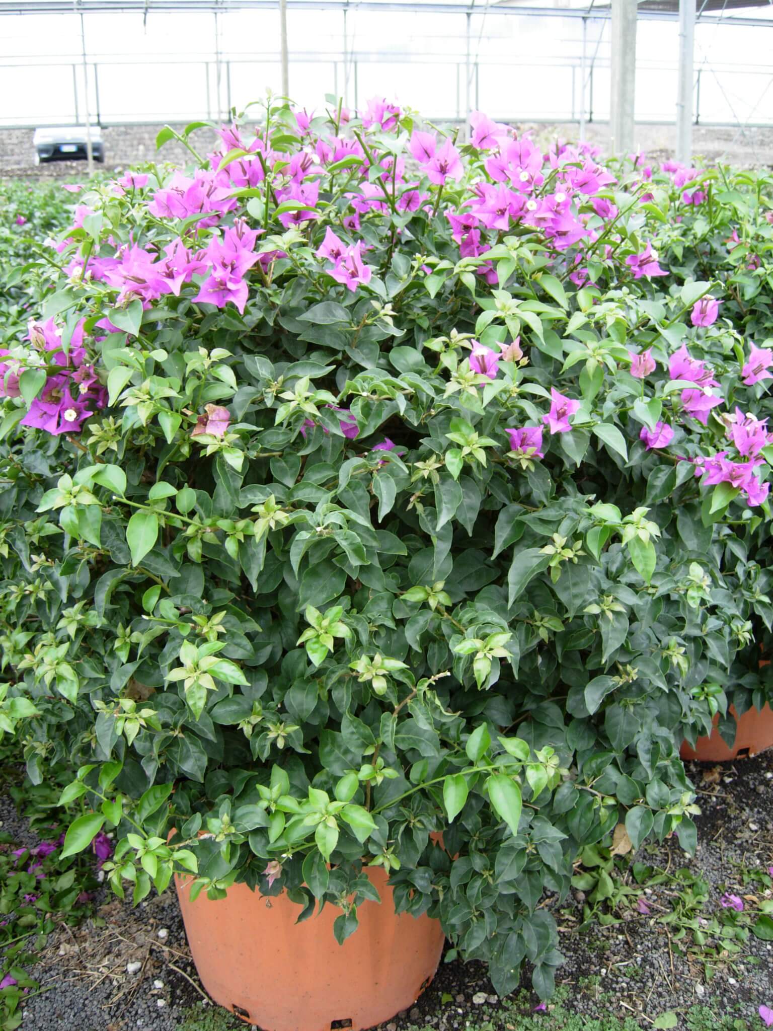 Bougainvillier - Bougainvillea - Image 2
