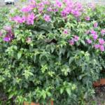 Bougainvillier Boule 20/40