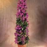 Bougainvillier - Bougainvillea
