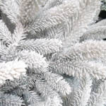 Branche de Sapin Floqué Blanc 80/100