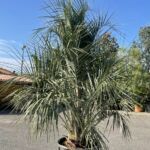 Palmier Butia Capitata: 100-120 cm (C350)