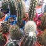 Cactus Variés