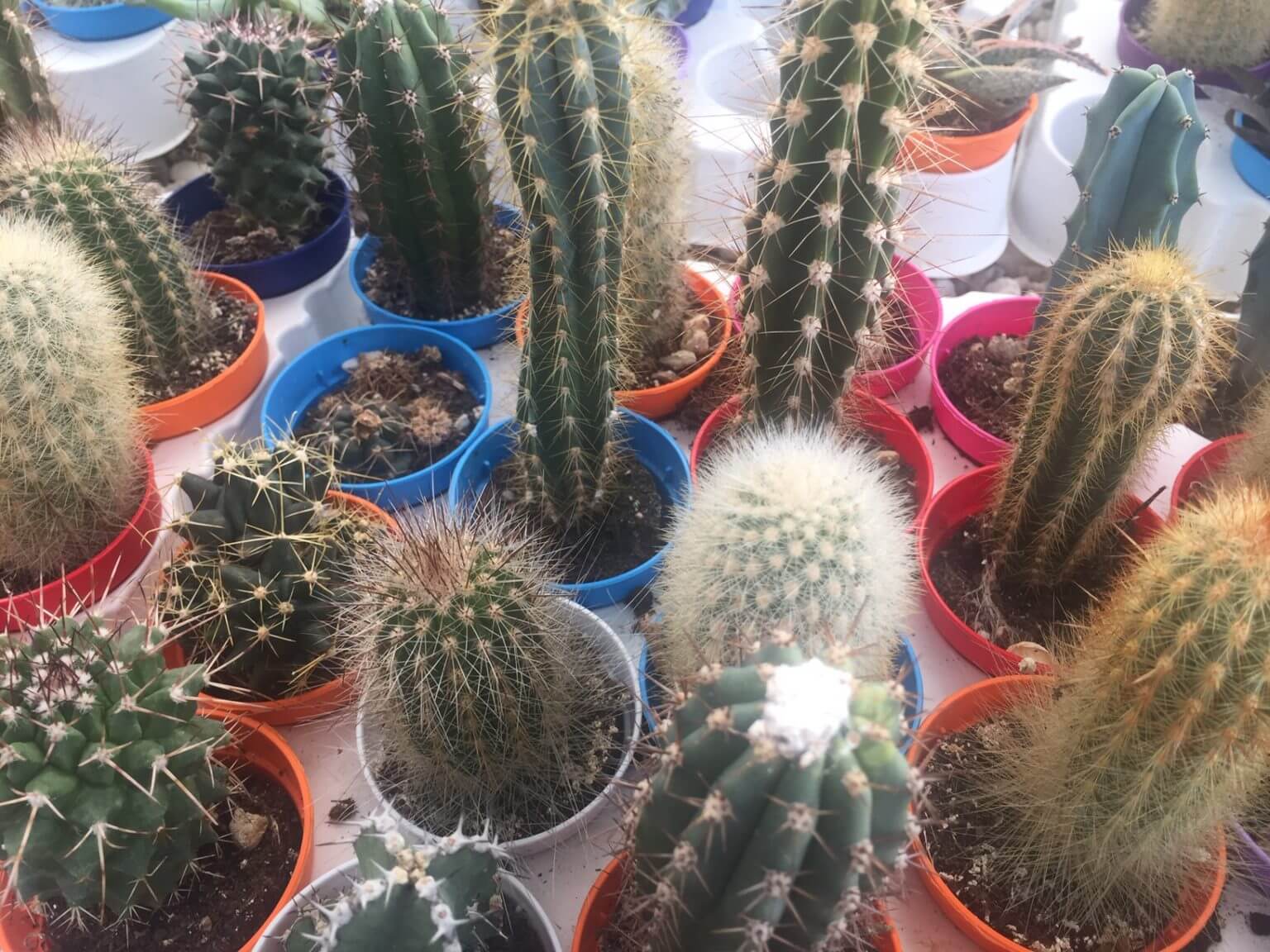 Cactus Variés