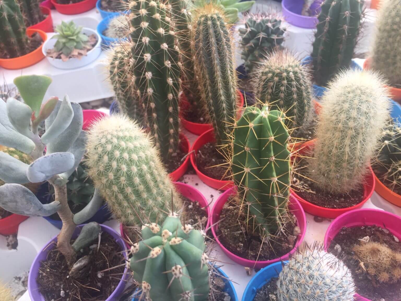 Cactus Variés P5.5 [PROMO] - Image 2