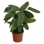 Calathea Excellent P26