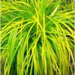 Carex P10.5