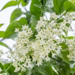 Cestrum Nocturnum