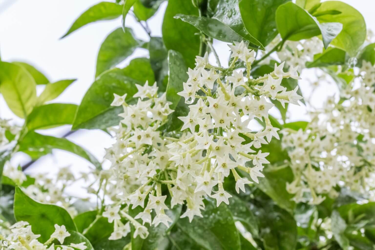 Cestrum Nocturnum