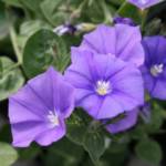 Convolvulus