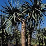 Palmier Dracaena Cordyline DRACO : 100-125 cm (C35)