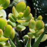 Crassula 60/80