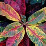 Croton Excellent Touffe