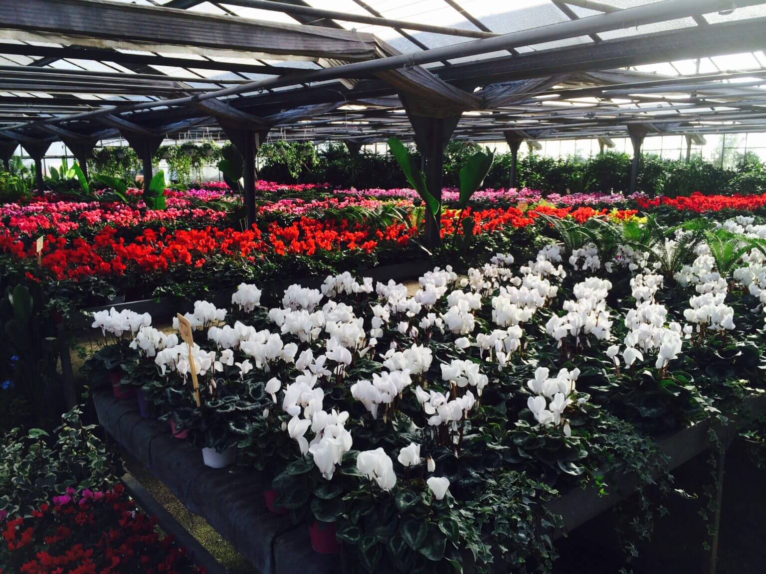 Cyclamen - Image 2