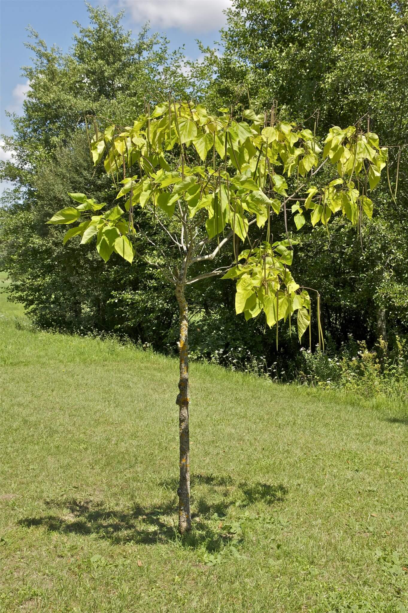 Catalpa Bignonioides Commun