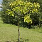 Catalpa Commun Ø30/35