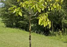 Catalpa Commun Ø18/20