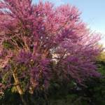Arbre de Judée Ø14/16