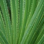 Cactus Dasylirion
