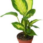 Dieffenbachia