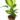 DIEFFENBACHIA 1