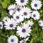 Dimorphoteca Rampant