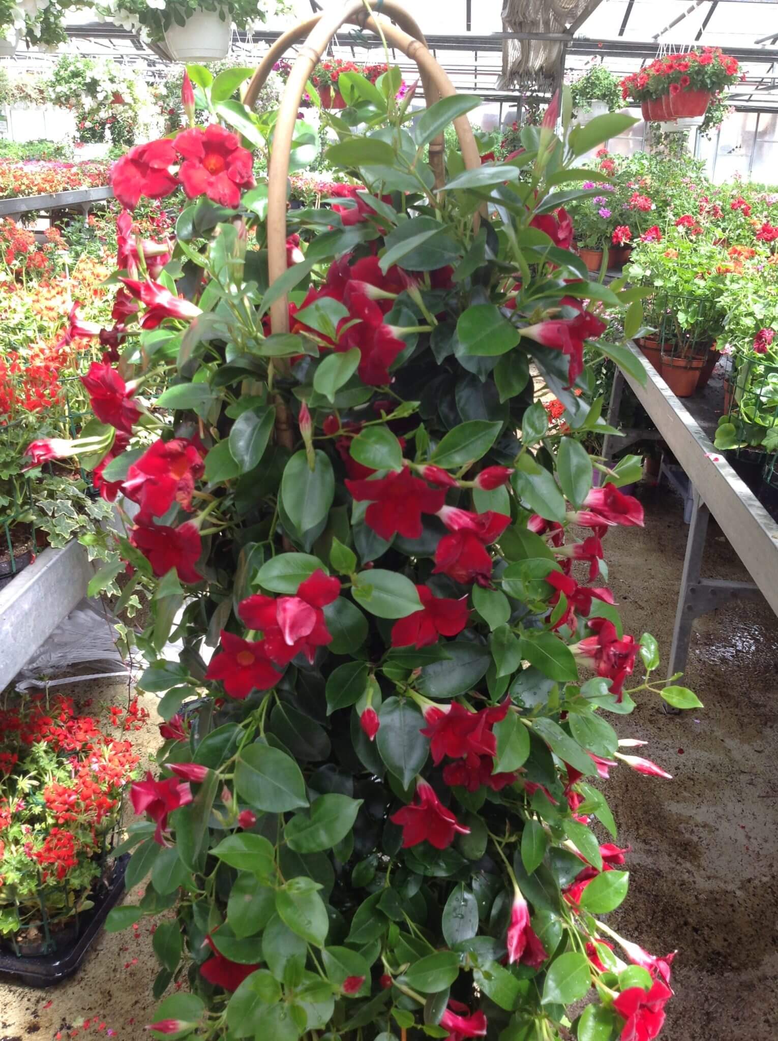 Dipladenia - Image 3