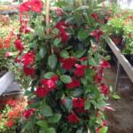 Dipladenia Pyramide P32