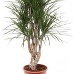 Dacaena Marginata