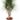 DRACAENA MARGINATA