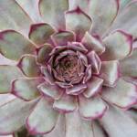 Echeveria 20/30