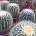 Echinocactus 40/50