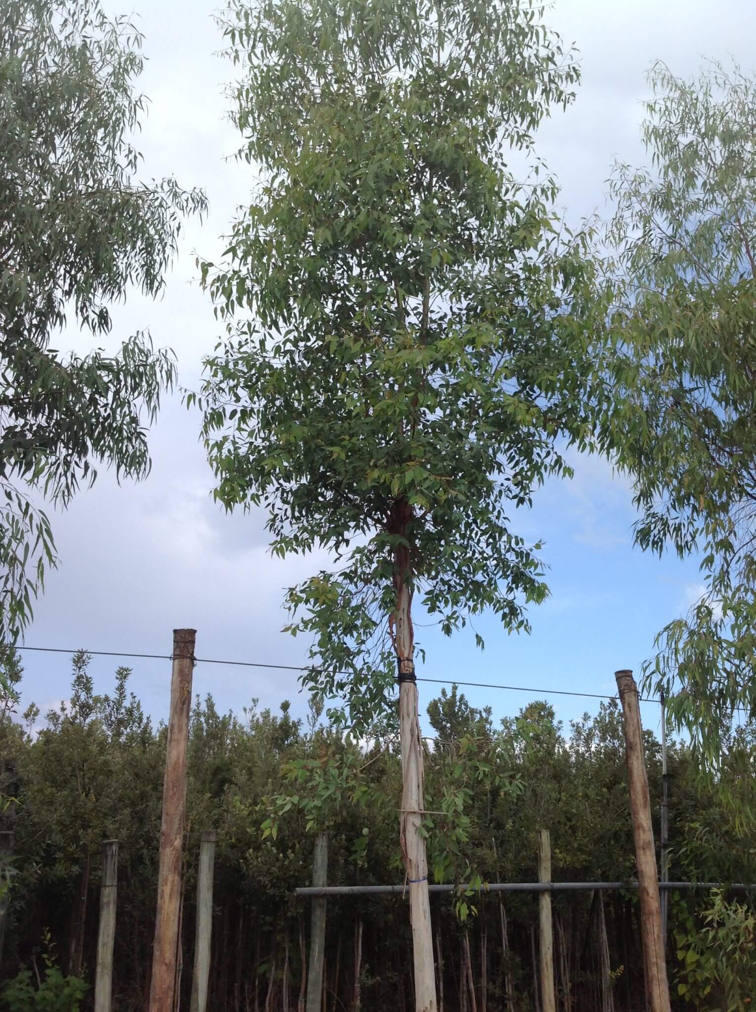 Eucalyptus Tige - Image 2