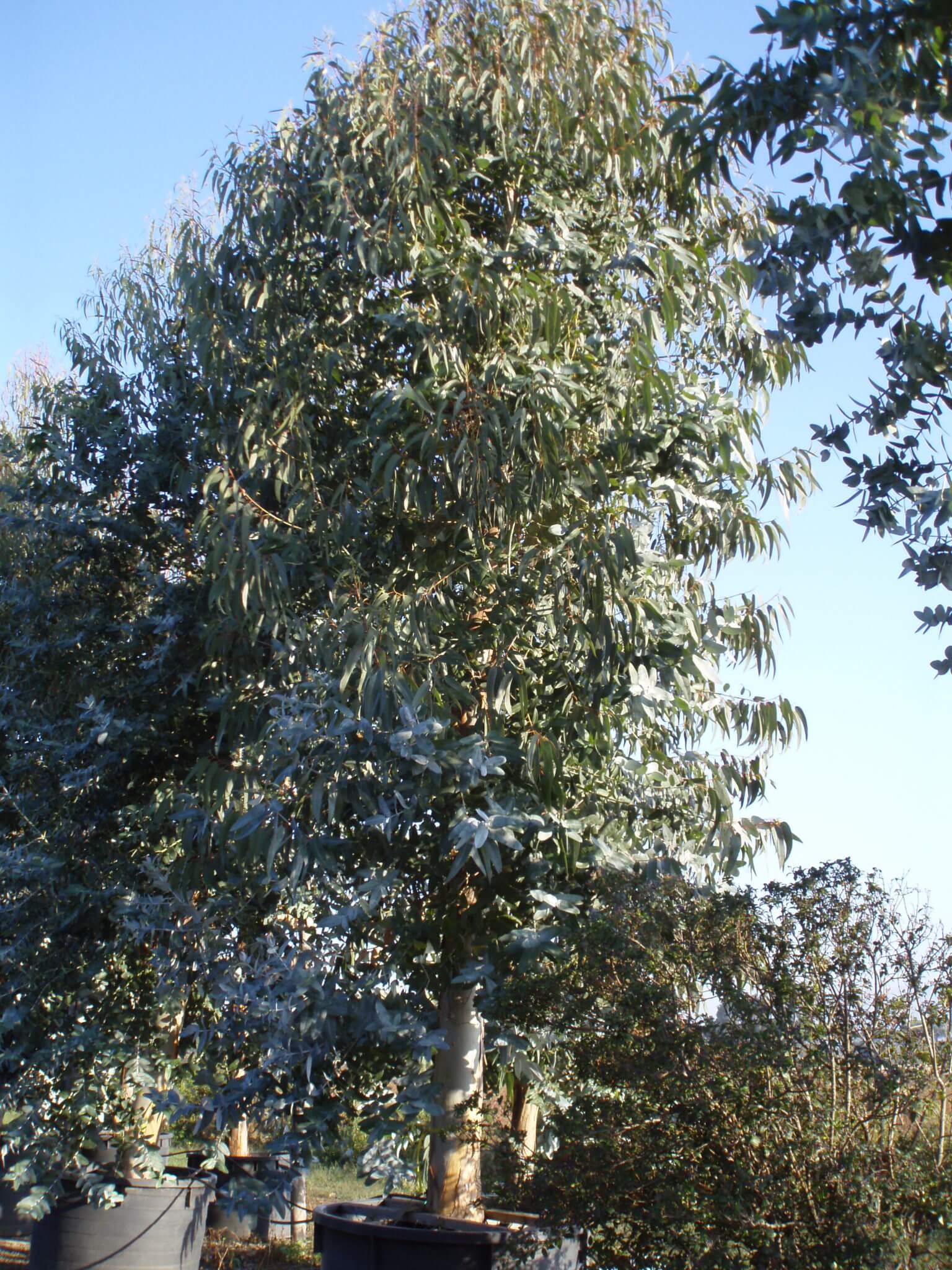 Eucalyptus Tige