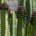 Cactus Euphorbe