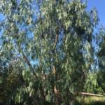 Faux Poivrier Forme Cépée - Schinus Molle Forme Cépée