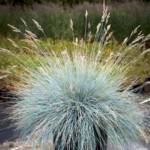 Festuca P10.5