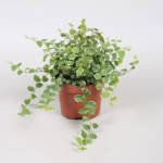 Ficus Repens 200/250