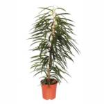 Ficus Alii