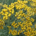 Helichrysum