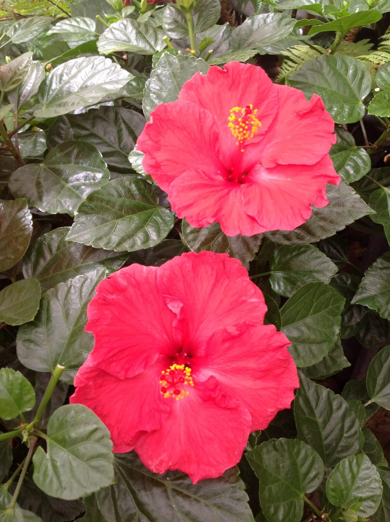 Hibiscus Rosa Chinensis