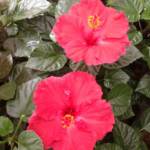 Hibiscus Rosa Chinensis 40/60