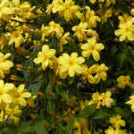 Jasmin d'Hiver 60/90