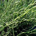 Juncus Effusus Spiralis C4/C5