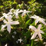 Jasmin Azoricum 200/+