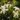 Jasminum-azoricum-83639-FL