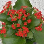 Kalanchoe P10.5