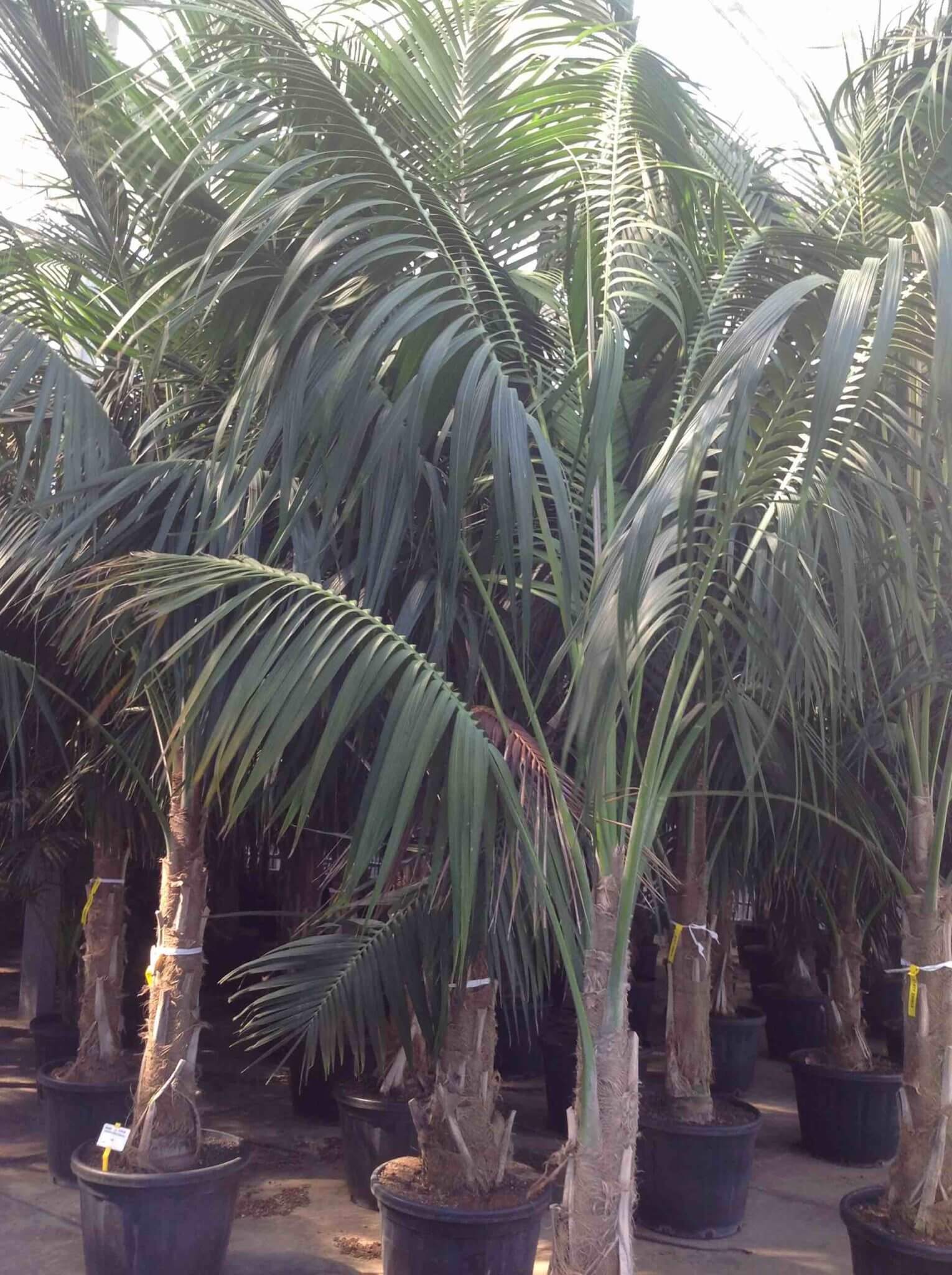 Palmier Kentia Howea - Image 2