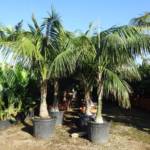 Palmier Kentia Howea