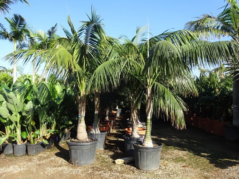 Le palmier kentia, une source naturelle d'oxygène - Galerie photos